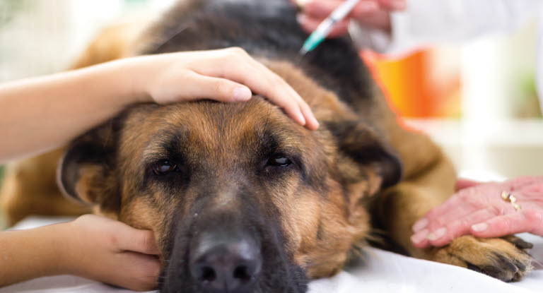 Hund bekommt Spritze verabreicht