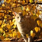 Katze schleicht durch Gras