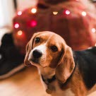Hund vor Weihnachtsdeko
