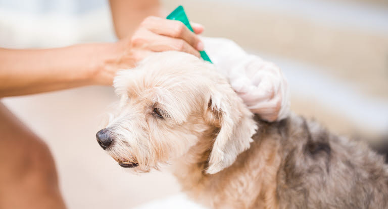 Hund Zecke entfernen