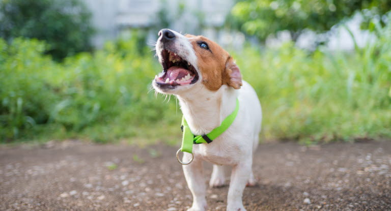 Dem Hund das Bellen abgewöhnen Die 4 besten Methoden Agria