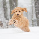 Hund spielt im Schnee