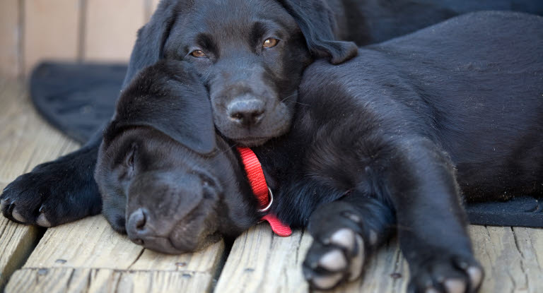 wann ist der labrador ausgewachsen