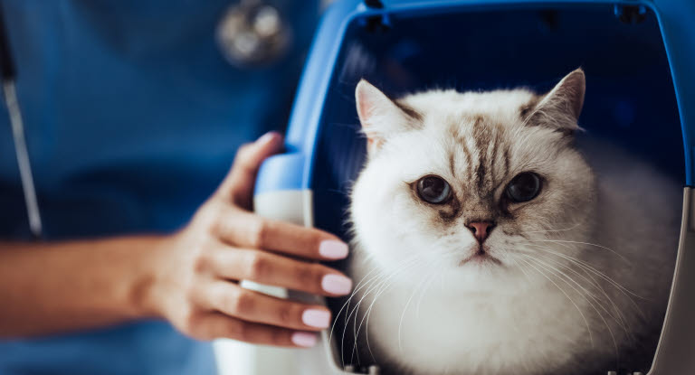 Weisse Katze in Transportbox