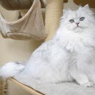 Britische Langhaar Katze weiss sitzend