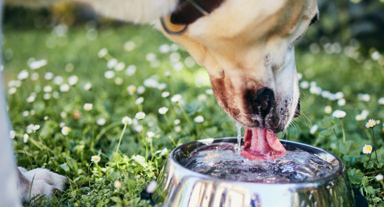 Ein Hund, der viel trinkt, kann ein Anzeichen für eine Krankheit sein.