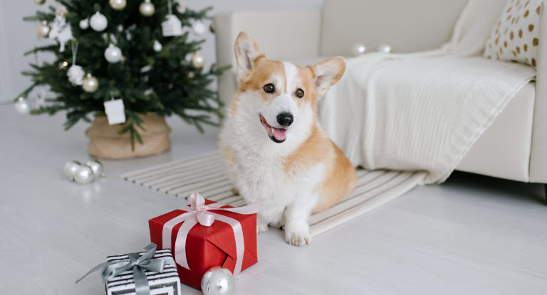 Hund mit Geschenk vor Weihnachtsbaum