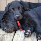 Labrador Retriever Welpen beim Schmusen