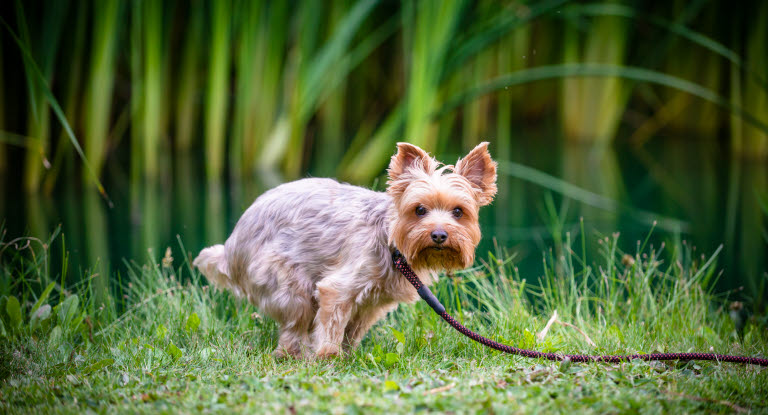 Ein Hund, der Probleme hat, sein Geschäft zu verrichten, kann verschiedene Symptome zeigen.