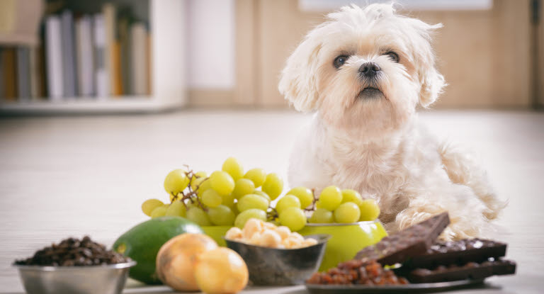 Hund frisst Schokolade Zwiebeln Trauben