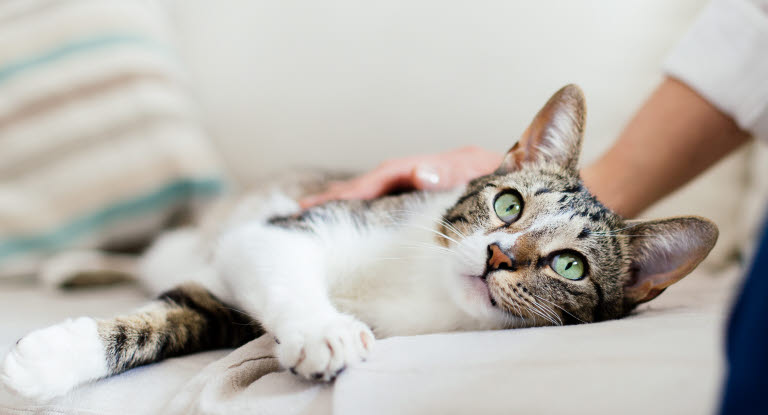 Eine Katze mit Magengeschwür wird von ihrem Besitzer gestreichelt.