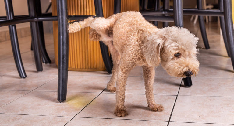 Rüde uriniert in der Wohnung – mögliche Ursachen und Lösungen