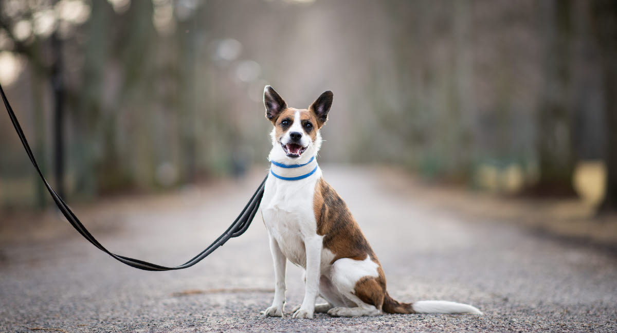 Hund zieht an der Leine - Dog Photographer Kickan Nikolic Dog Stables Leashe