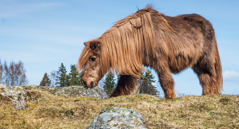 Ein Pony mit Cushing (PPID) Symptomen steht auf einer karg bewachsenen Koppel