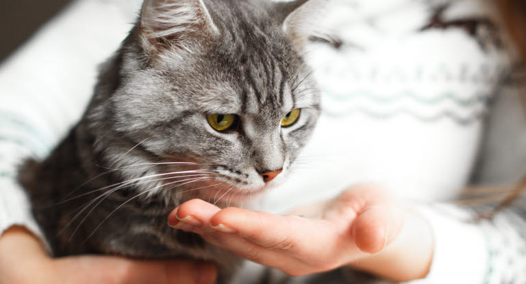 Katze bekommt von ihrer Besitzerin eine Kortisontablette.