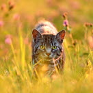 Katze schleicht durch Gras