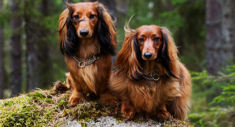 Ein kleiner Hund kann an derselben Giftmenge sterben, die einen größeren Hund „nur“ krank macht. 