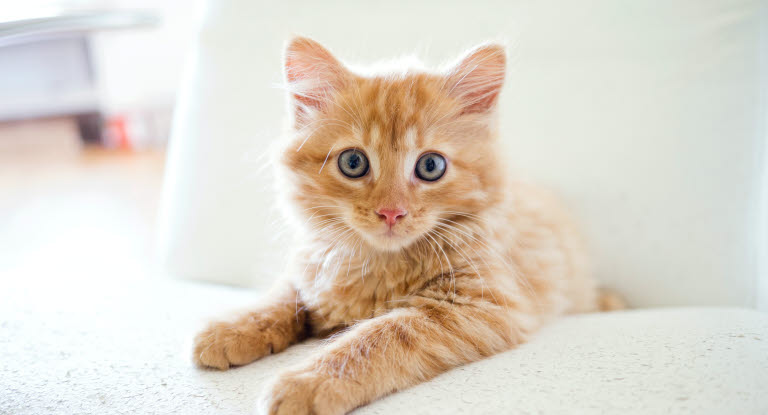 Verbliebene Milchzähne können Probleme für Kitten verursachen. 