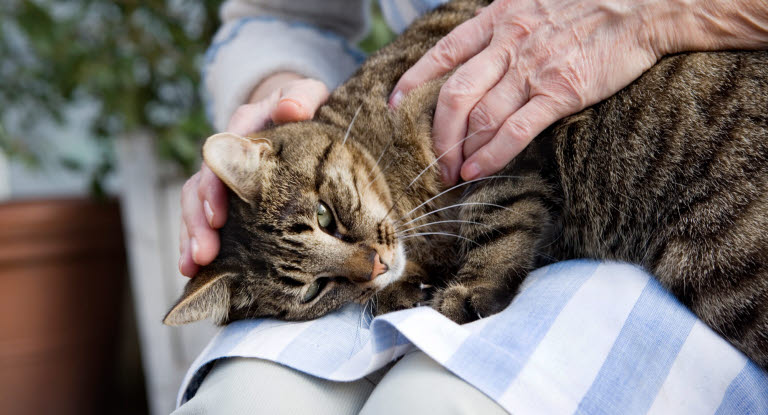 Katze liegt bei Frau auf dem Schoß