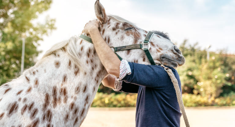 Finde heraus welche Berührungen Dein Pferd mag und wo es vielleicht mit Schmerzen reagiert
