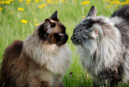 2 auf einer Wiese sitzenden Katzen schauen sich an