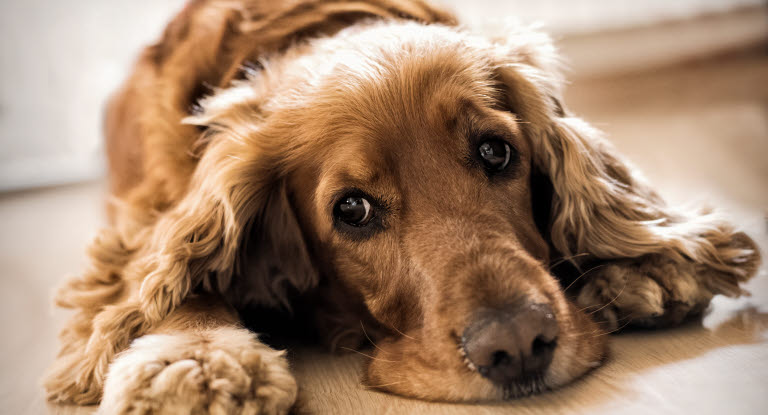Brauner Hund liegt auf dem Boden.