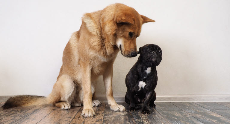 Hunde beschnüffeln sich