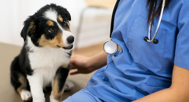 Hund beim Tierarzt