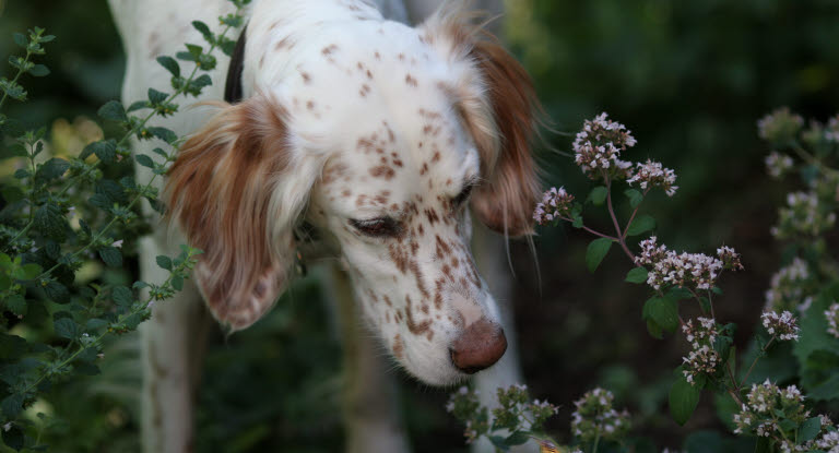 Hund schnüffelt an Blumen im Garten