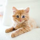 Verbliebene Milchzähne können Probleme für Kitten verursachen.