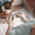 Fieber bei Katzen erkennen