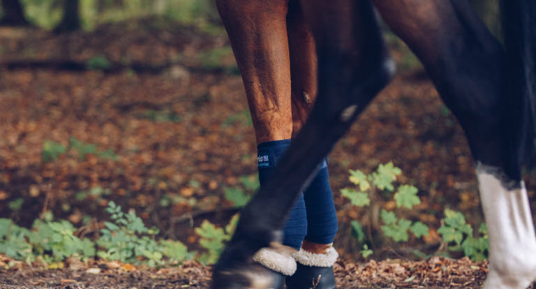 Pferde mit Shivering zeigen häufig unkontrolliertes Zittern, z.B. beim Anheben des Beines. 