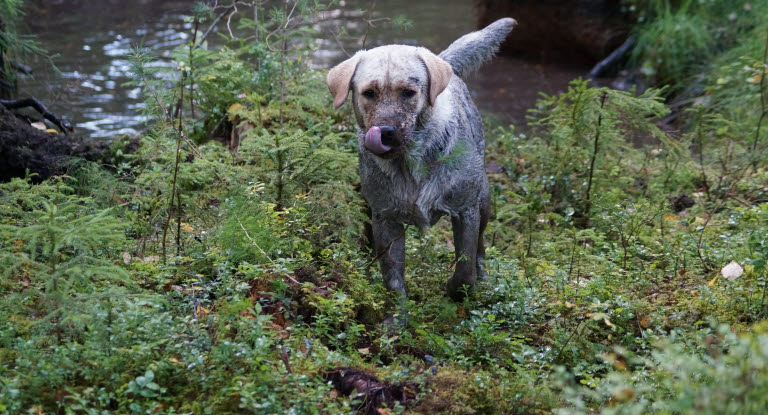 Dreckiger Hund im Wald.