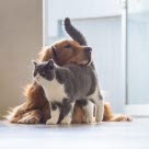 Hund und Katze kuscheln