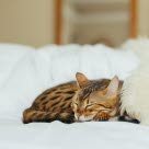 Versuchen Sie, eine Katze, die Atembeschwerden hat, ruhig zu halten, um die Situation nicht zu verschlimmern.