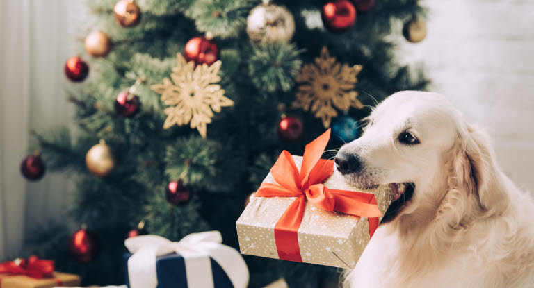 Hund mit Geschenk im Mund