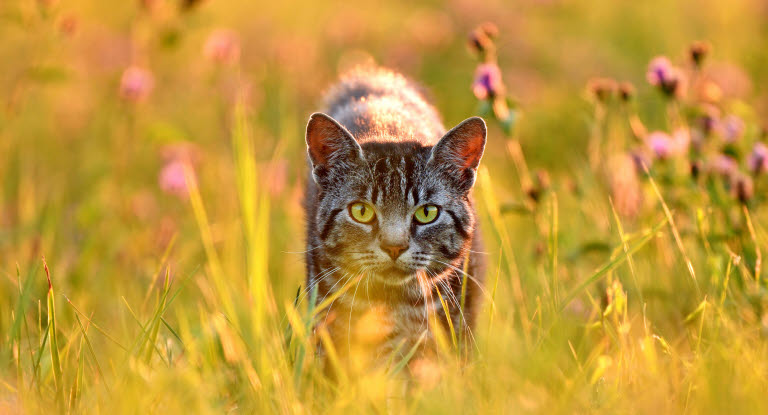 Katze schleicht durch Gras