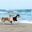 Kleine Hunde lauft am Strand.