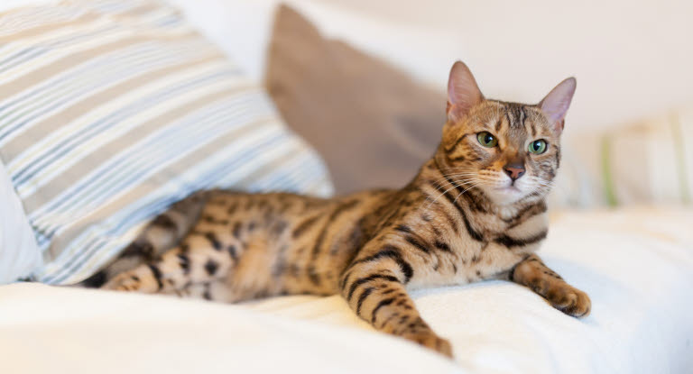 Katze liegt auf Sofa