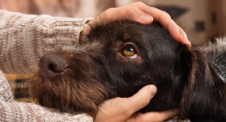 Hände streicheln Hund.