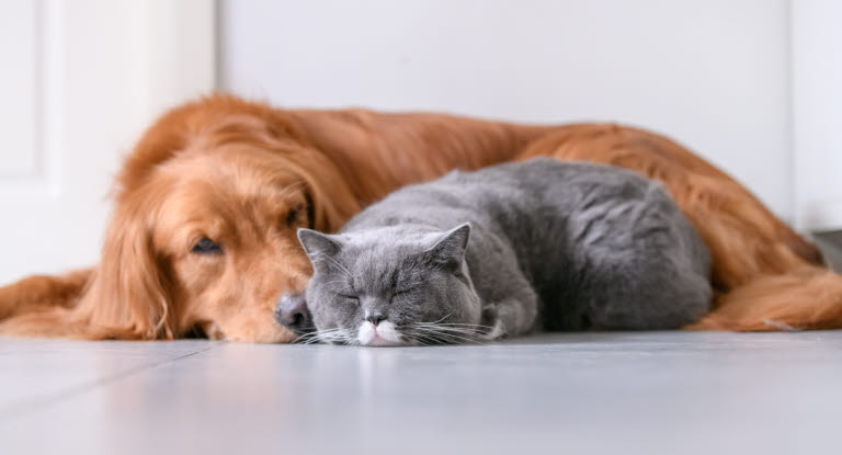 Hunde und Katzen