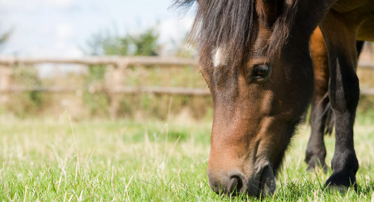 Ein Pferd kann aus seinem Raufutter viele Vitamine und Mineralstoffe ziehen. 