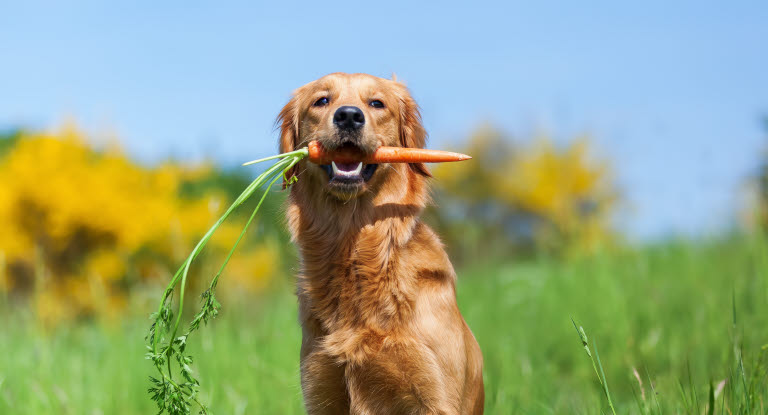 Hund sitzt auf Wiese und hat Möhre im Maul