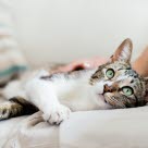 Eine Katze mit Magengeschwür wird von ihrem Besitzer gestreichelt.