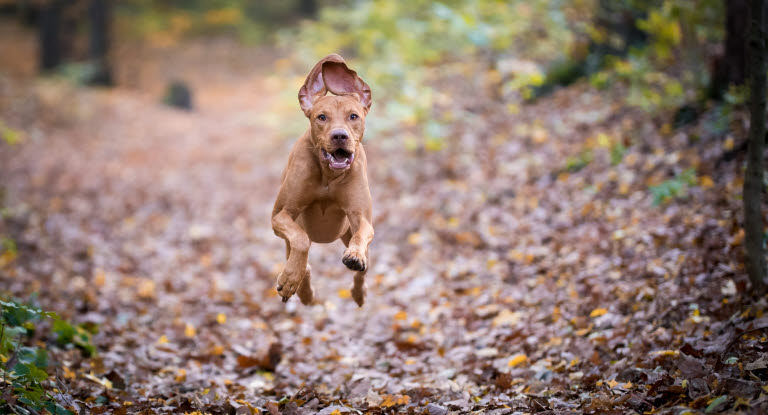 Hund rennt im Wald