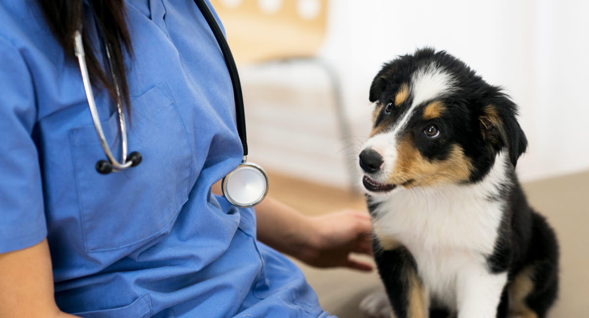Gebärmutterentzündung Hund (Pyometra) Agria Tierversicherung