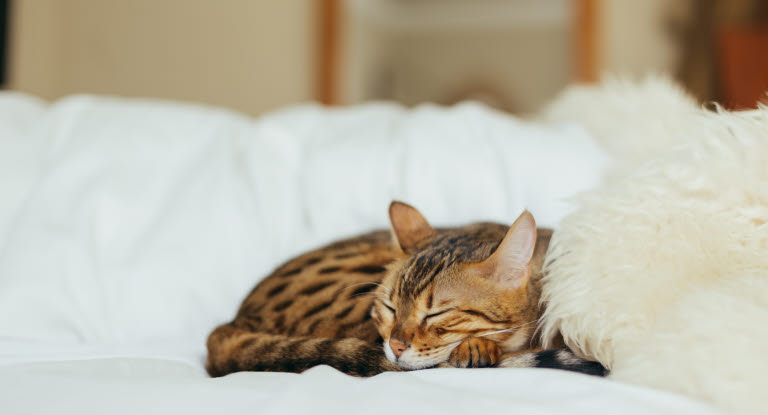 Versuchen Sie, eine Katze, die Atembeschwerden hat, ruhig zu halten, um die Situation nicht zu verschlimmern.