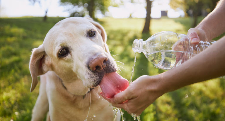 Hitzschlag ist lebensbedrohlich, bieten Sie Ihrem Hund Schatten und Wasser an.