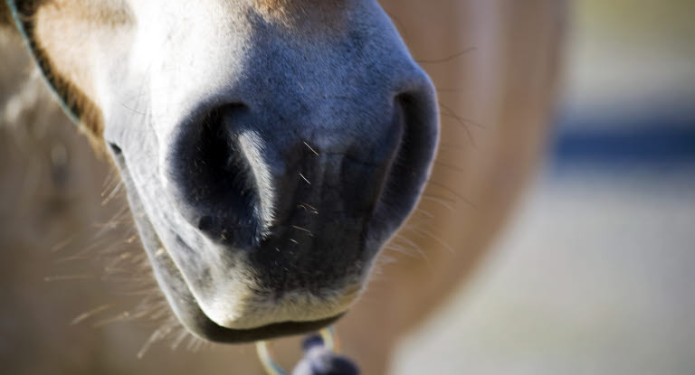 Druse beim Pferd erkennt man als erstes an leichten Erkältungssymptomen