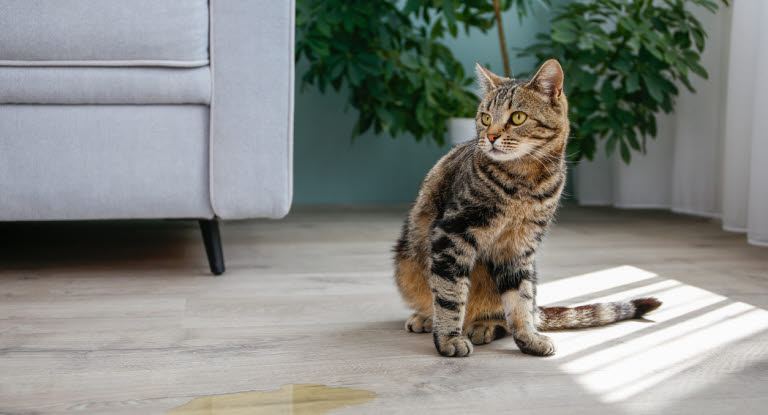Katze pinkelt in die Wohnung